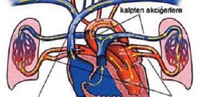 Ölüm Nedeni İstatistikleri,