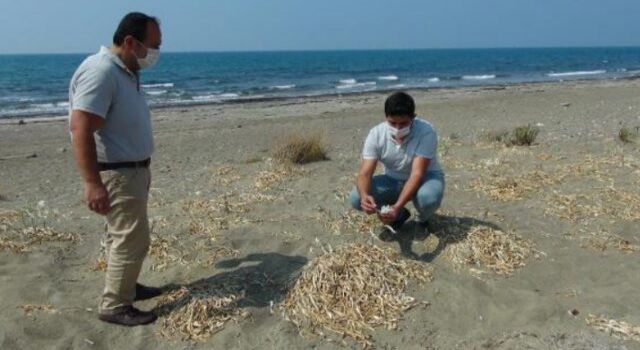 Kum zambaklarını koparmanın cezası 73 bin TL