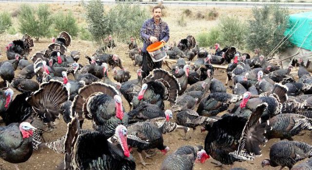 Yılbaşı hindileri el yakıyor!