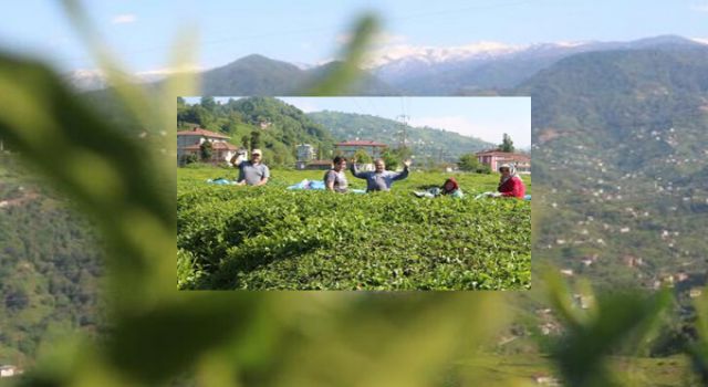 Hasat öncesi koronavirüs uyarısı