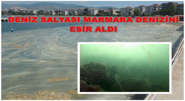 Deniz Salyası Marmara Denizi'ni esir aldı