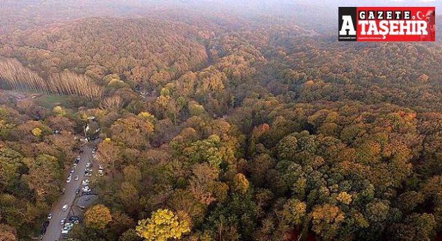 İstanbul'da ormanlık alanlara giriş yasağı uzatıldı