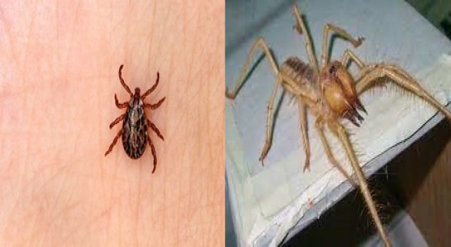 Yaz aylarında iki büyük tehdit: Kene korkusu ve Sarıkız Örümceği
