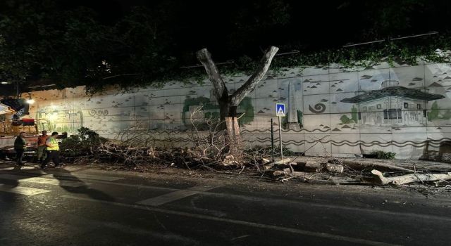 Kanserli ağaçların kuru dalları budanarak kırılma, devrilme riski ortadan kaldırıldı