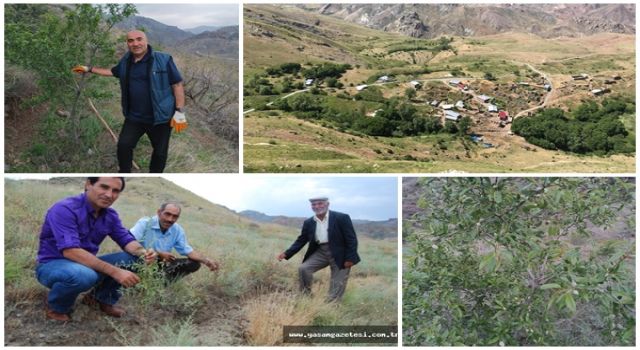 Erozyonla Mücadelede 17 Yılın Ardından Zafere Ulaşıldı