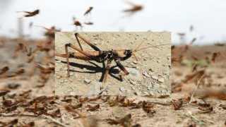 Kritik çekirge uyarısı