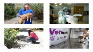 Ataşehir Belediyesi kısırlaştırılan sokak hayvanlarına mama desteği veriyor