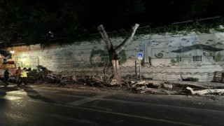 Kanserli ağaçların kuru dalları budanarak kırılma, devrilme riski ortadan kaldırıldı