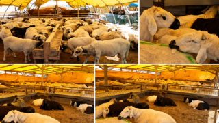 ATAŞEHİR’DE KURBANLIK SATIŞ VE KESİM ALANLARI BELİRLENDİ
